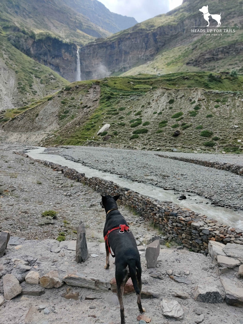 dog in valley