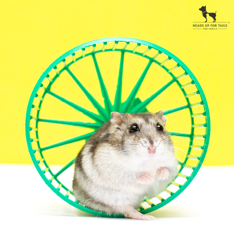 Hamster Wheel: The 6 Best Options And Advice From A Vet - DodoWell - The  Dodo