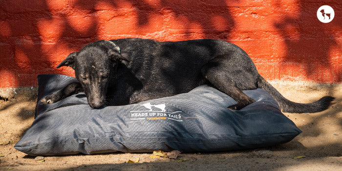 Care For Street Dogs