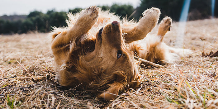 Golden Retriever playfully rolling around in the mud 