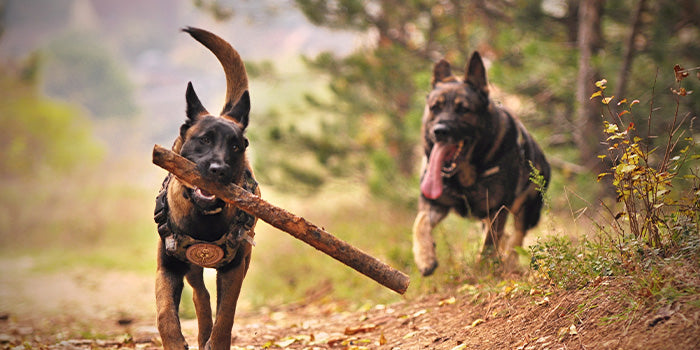 two German shepherds playing and running around