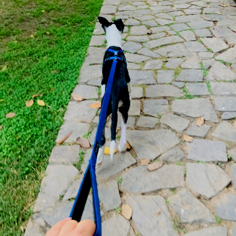 indie dog being walked on a leash 