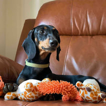 Barkbutler Garry The Giraffe Squeaky Plush Dog Toy - Orange Nav Image 10