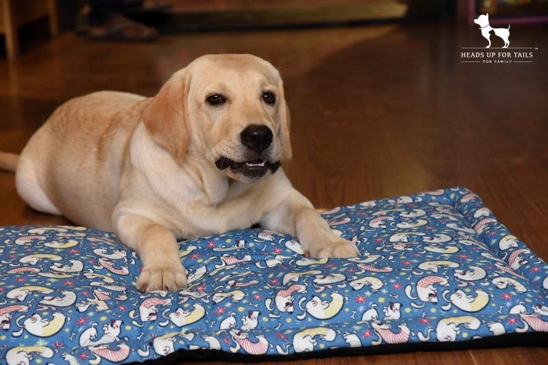 senior dog on mat