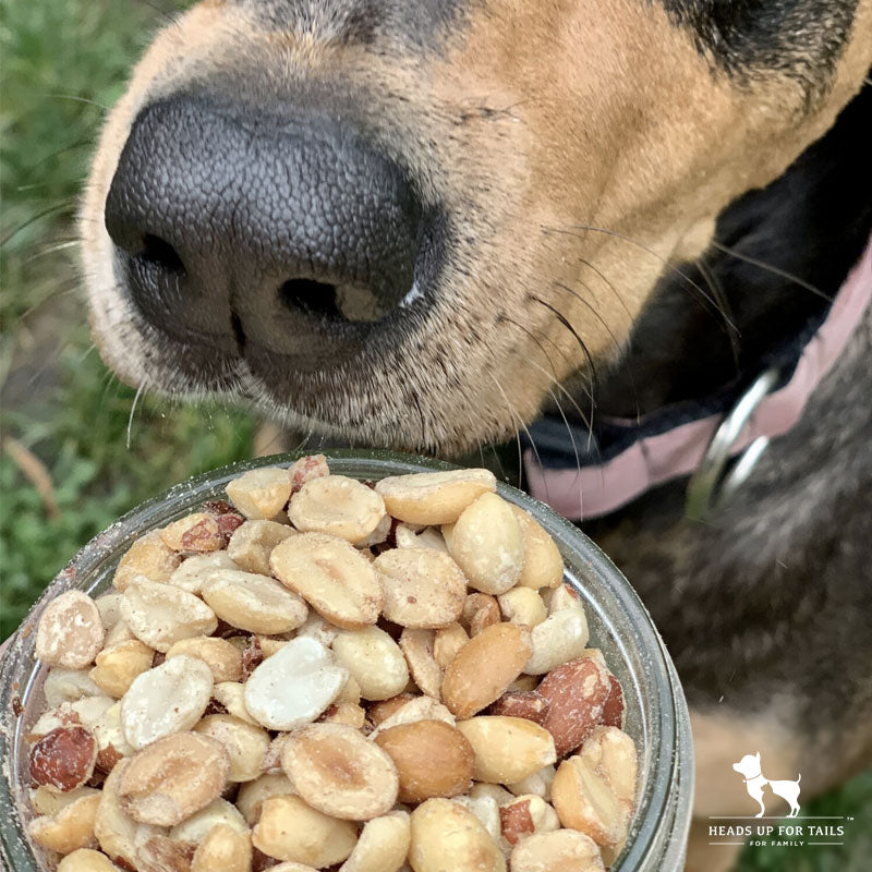 dog eating peanuts