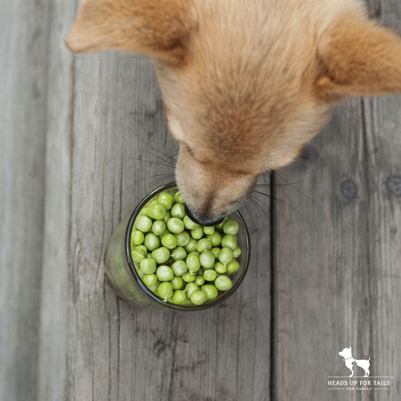 Dog eating peas