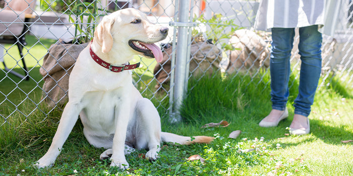 A Labrador at a pet boarding