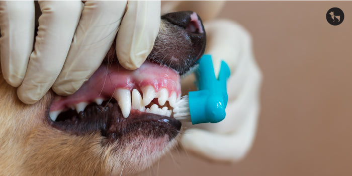 Pet Dental Care