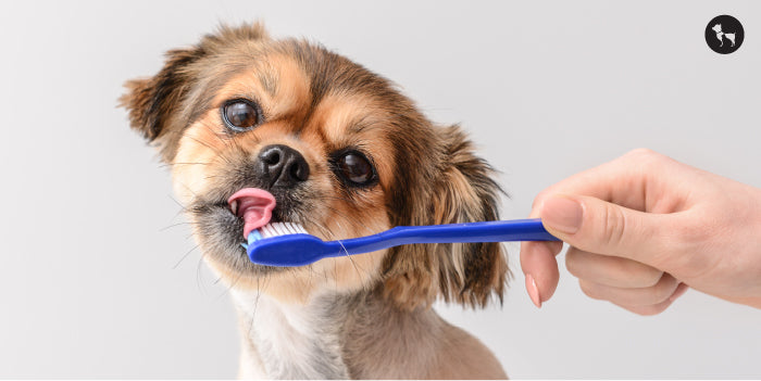 Dog Brushing Dental Care