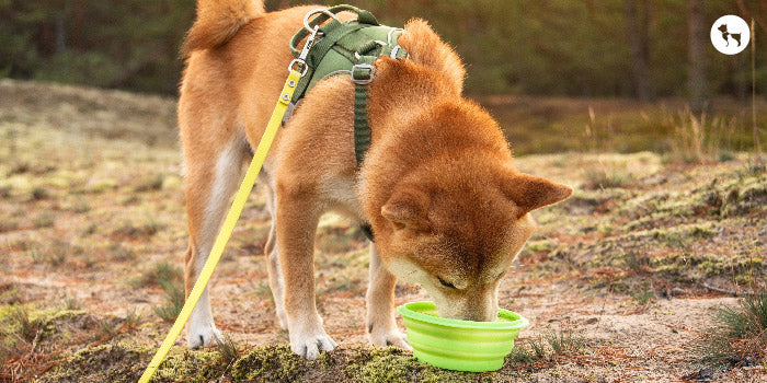 Bowls For Dog Feeding