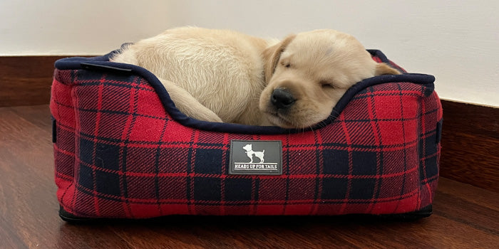 A puppy named Myson sleeping in his HUFT puppy bed