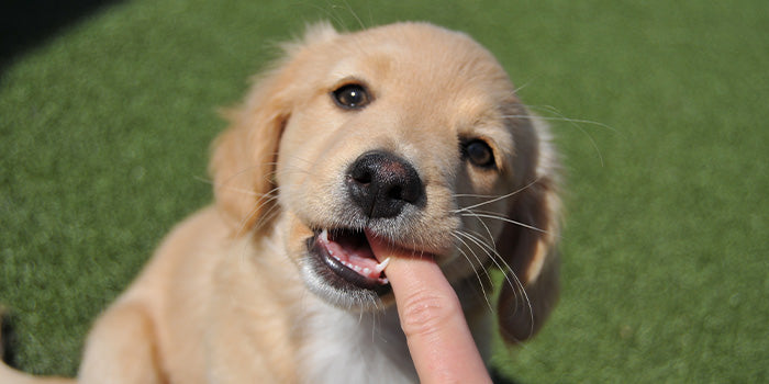 A tiny puppy nibbling on a finger