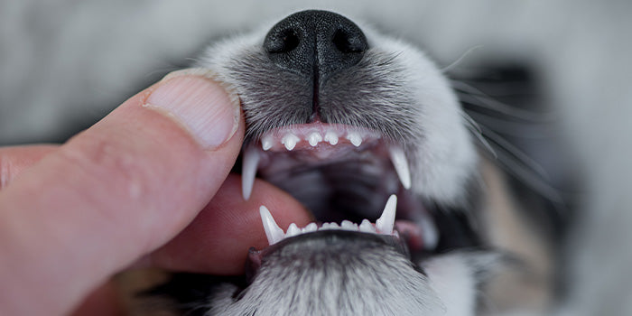 A close up of tiny puppy teeth