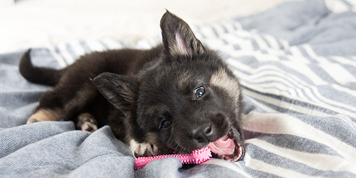 Puppy chewing on a chew toy
