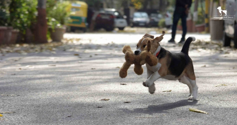 running dog holding toy