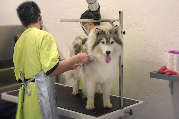 Pet Spa Dog Spa Cat Spa In India Heads Up For Tails Delhi