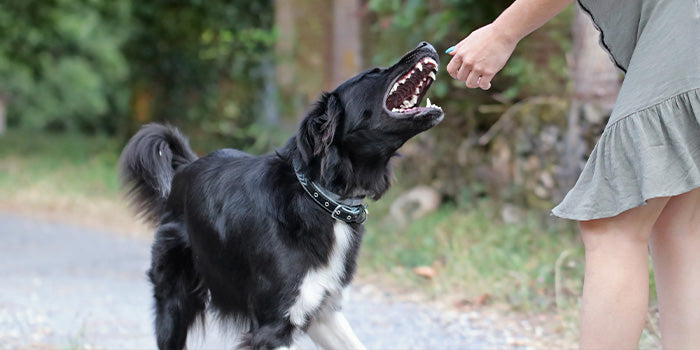 A dog being aggressive as it's the wrong way to approach a dog