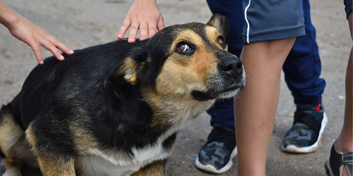 a dog being fearful of being touched 