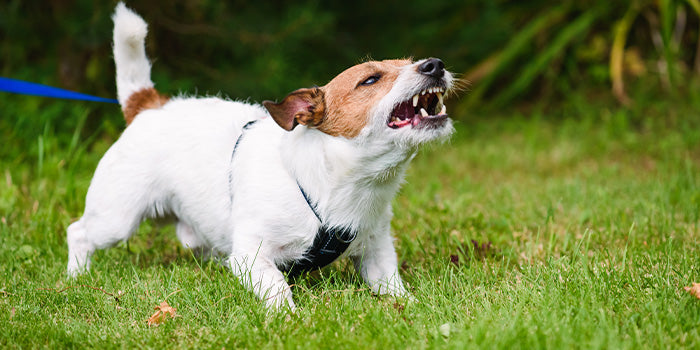 A dog being aggressive in order to defend themselves