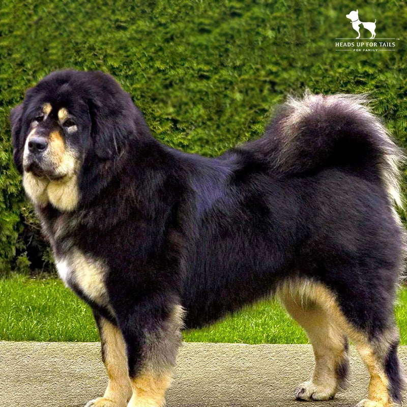 Tibetan Mastiff