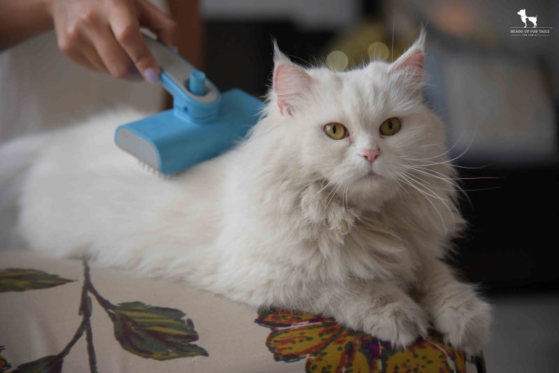 White Cat grooming