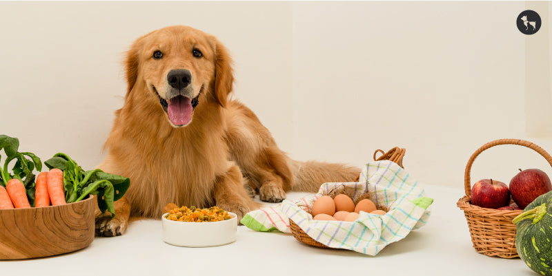 Dogs Optimal gut health