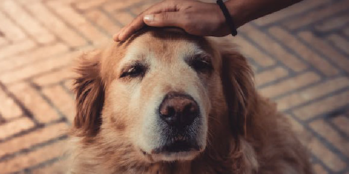 A dog being pet