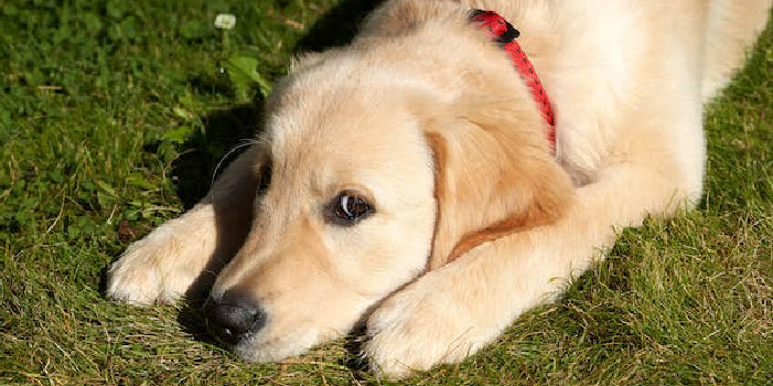 A sick Golden Retriever puppy