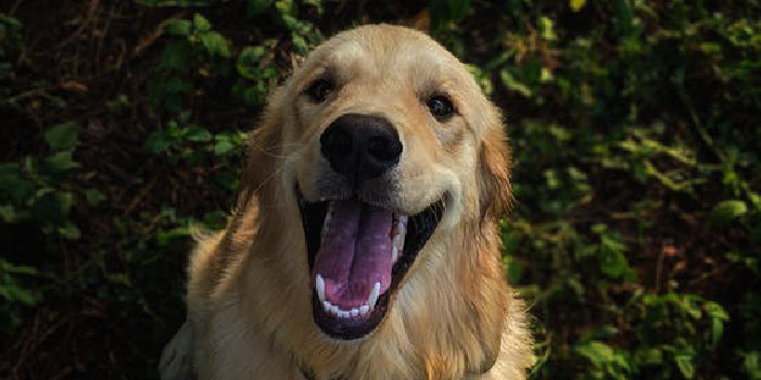 A happy Golden Retriever