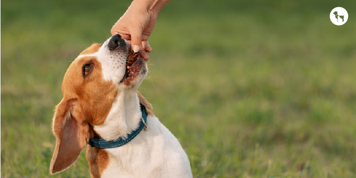 Dehydrated Dog Treats