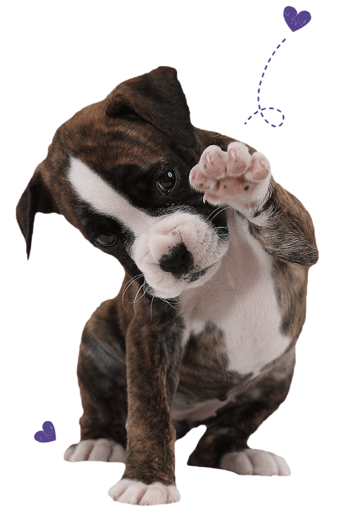 Boxer Dog: Essentials for Your Boxer- Food. Treats, Groom, Play