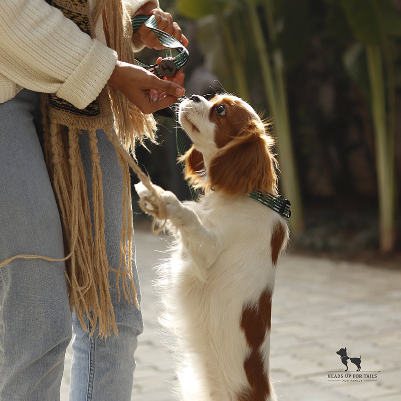 Simply making a dog obedient is not training