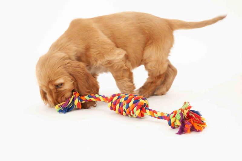 Puppy playing rope