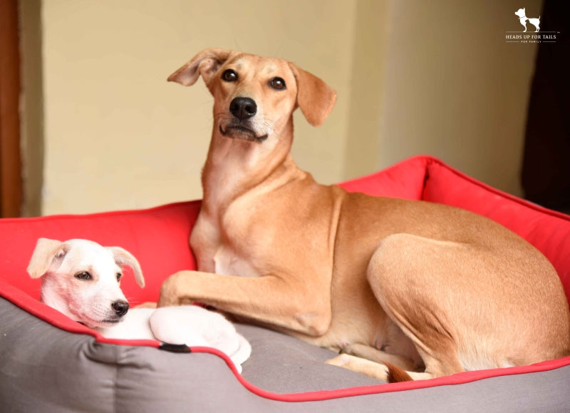 puppy and dog in bed