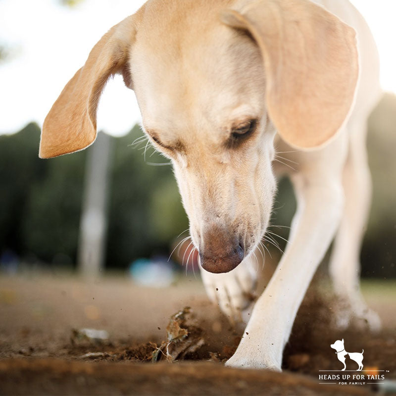 Dog burying