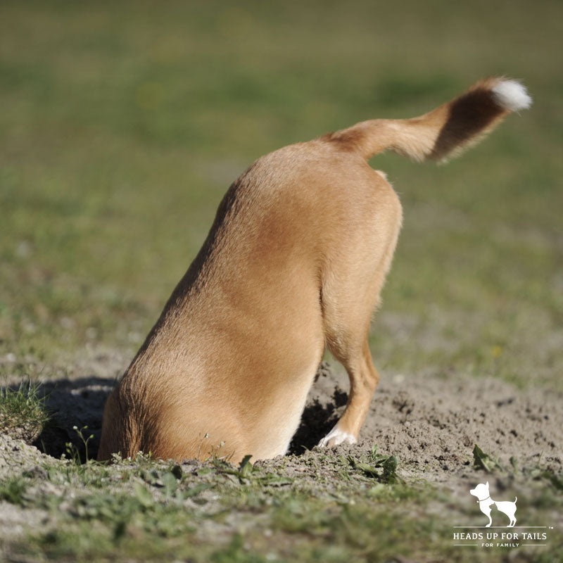 dog digging