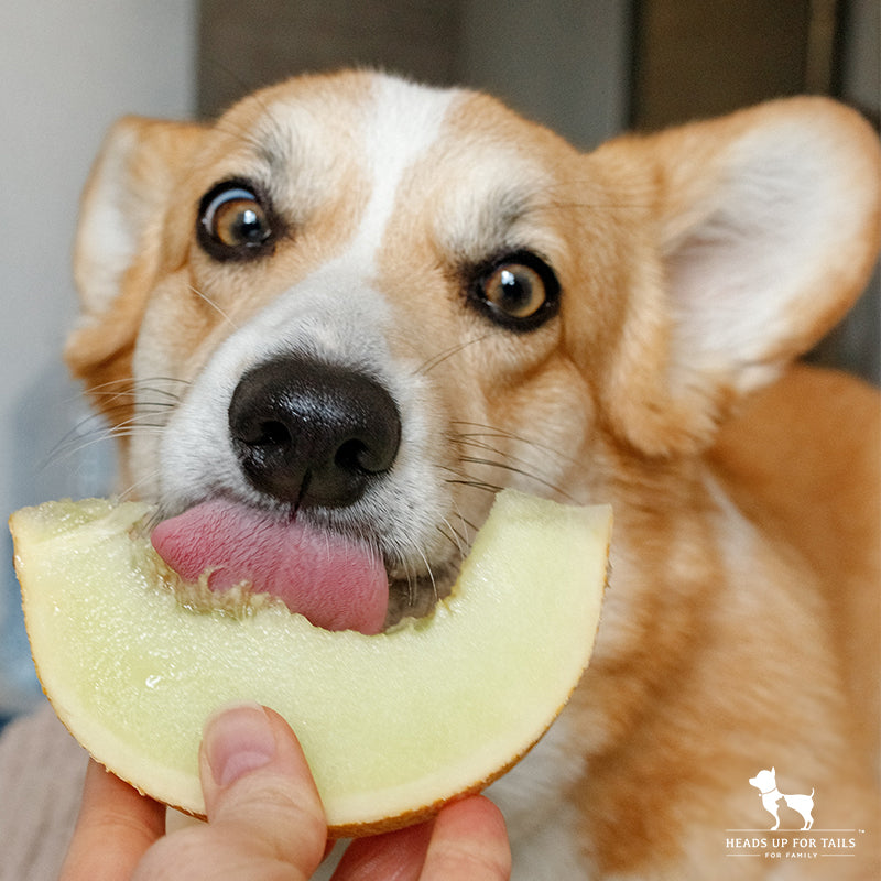 Dog eating apple