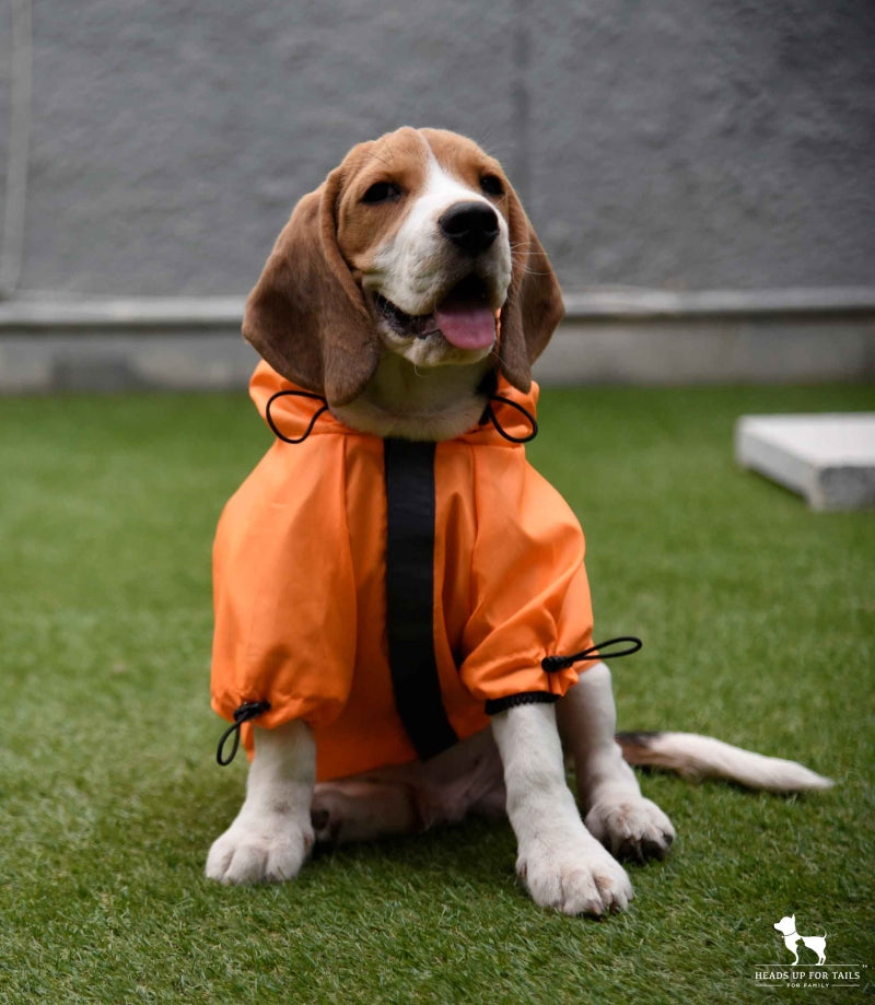 Dog in orange rain coat