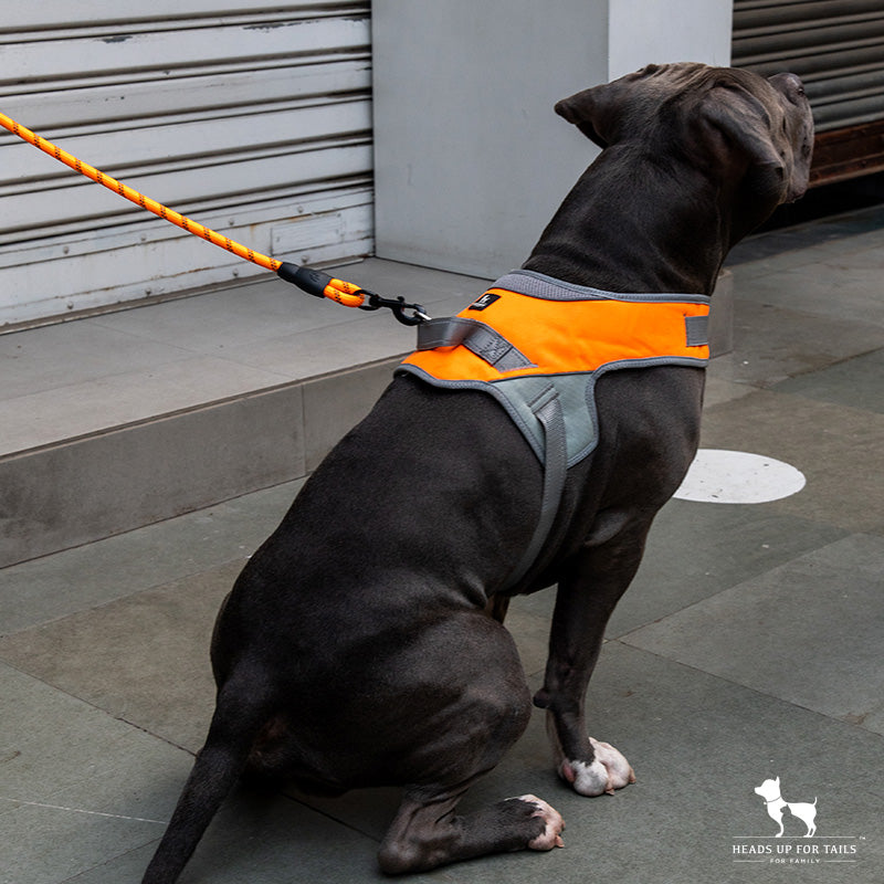 Dog Collar Or Dog Harness: What Does Your Dog Need?