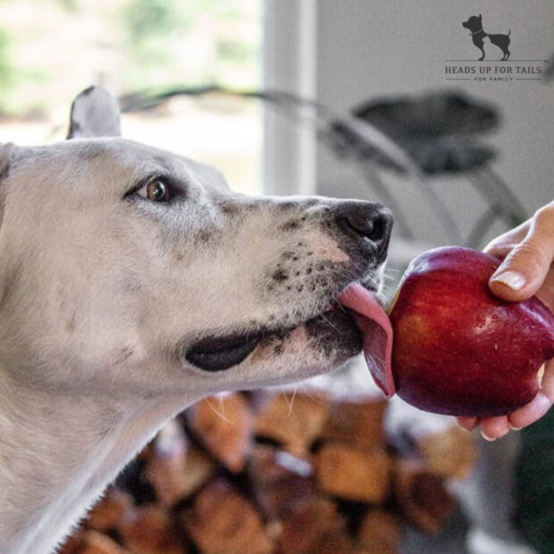 Dog licking apples