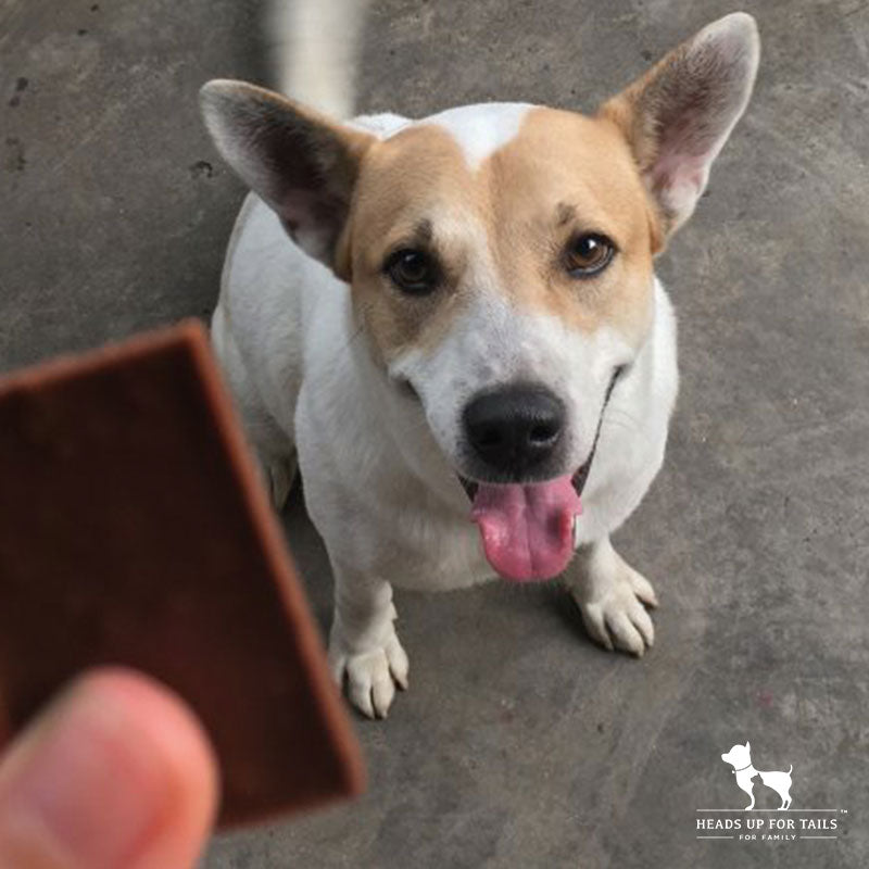 doggo looking at chocolate