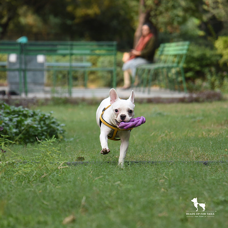 White dog running in park