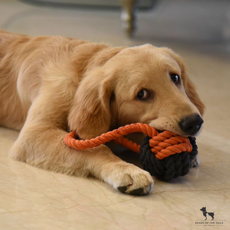 Dog Playing with Rope toy