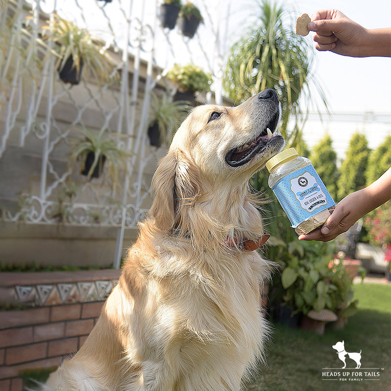 Dog leash training with treats