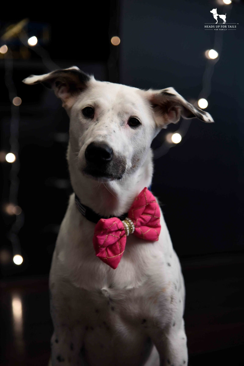 Dog wearing pink bandana