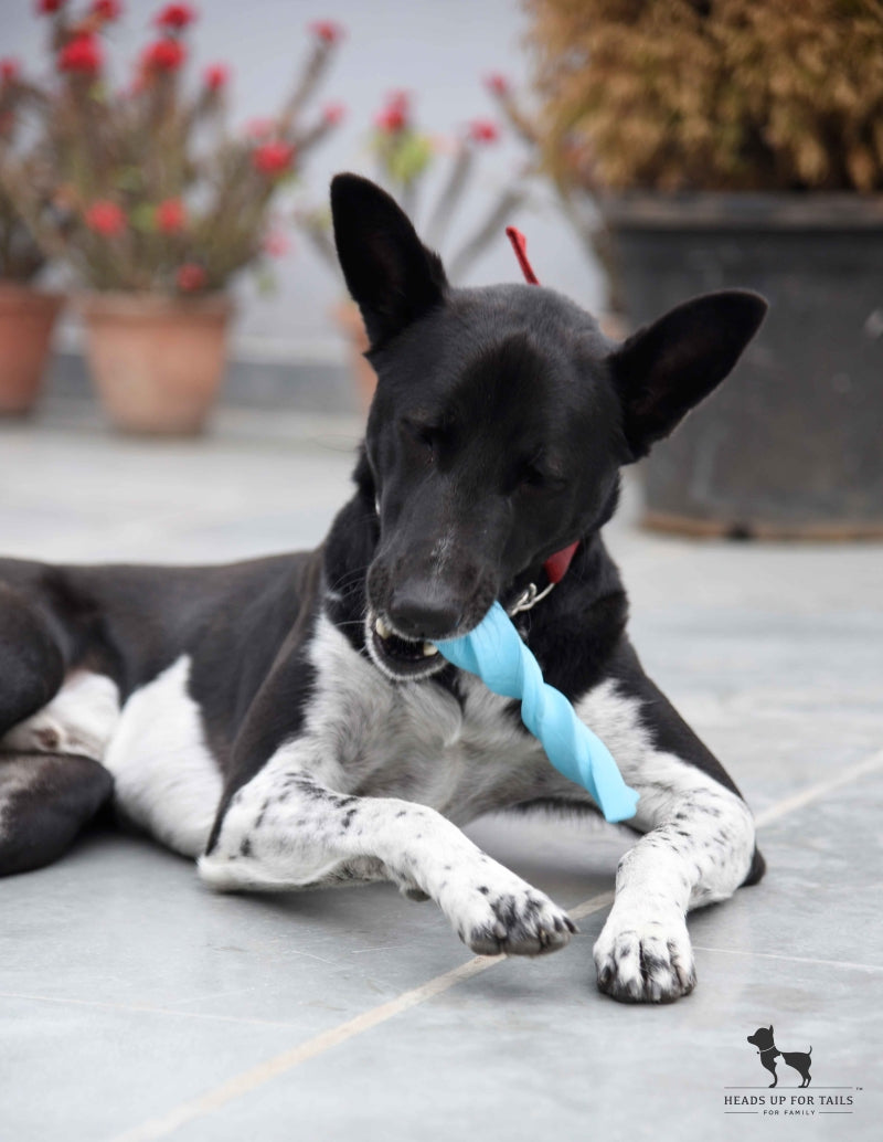 Dog playing with chew toy