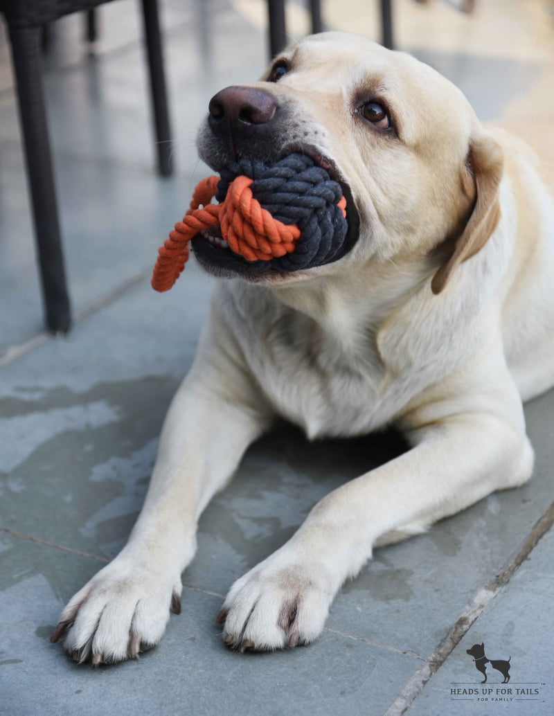 Dog playing with rope toy