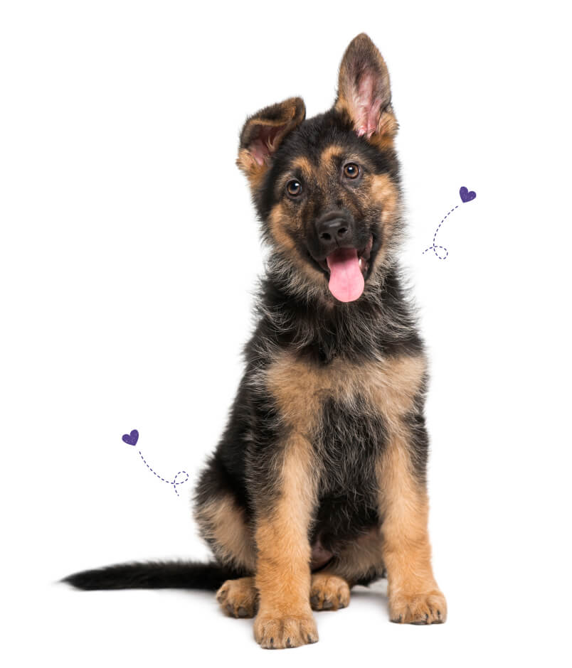are german shepherds good with little dogs