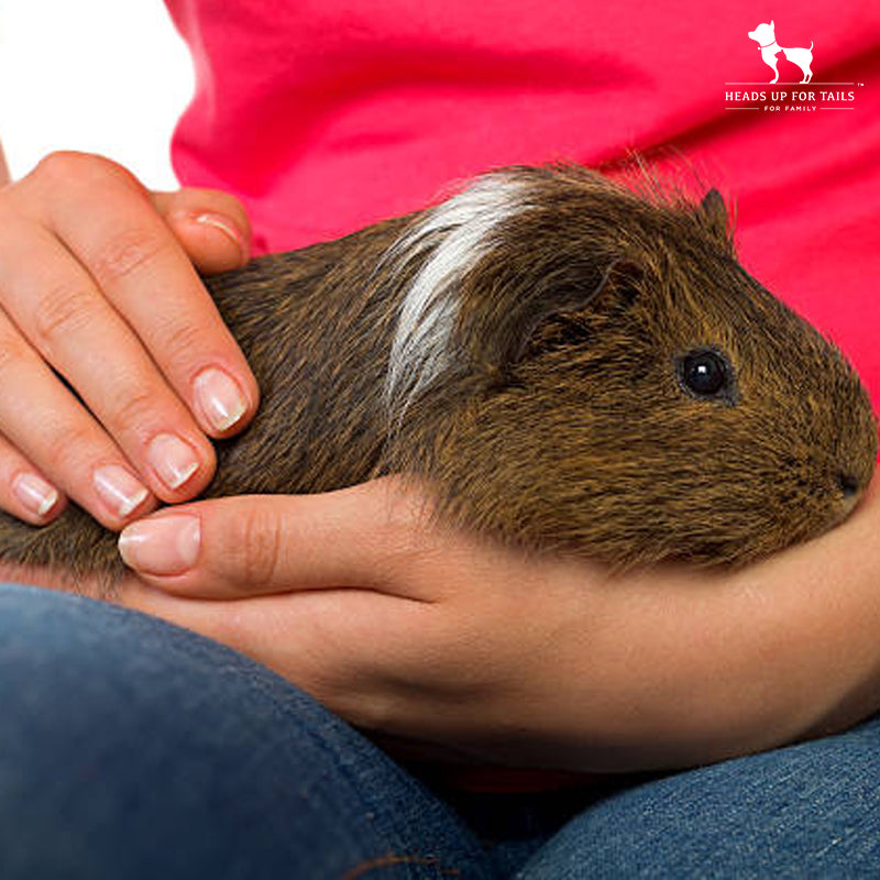 guinea pigs on lap