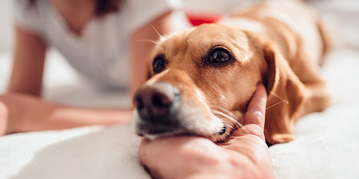 female dog in a loving home 